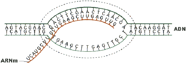 Transcription de l'ADN, par creaturesfrance.free.fr
